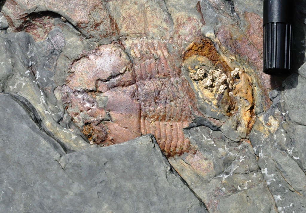 Trilobite du genre Calymène - Ordovicien Llanvirnien