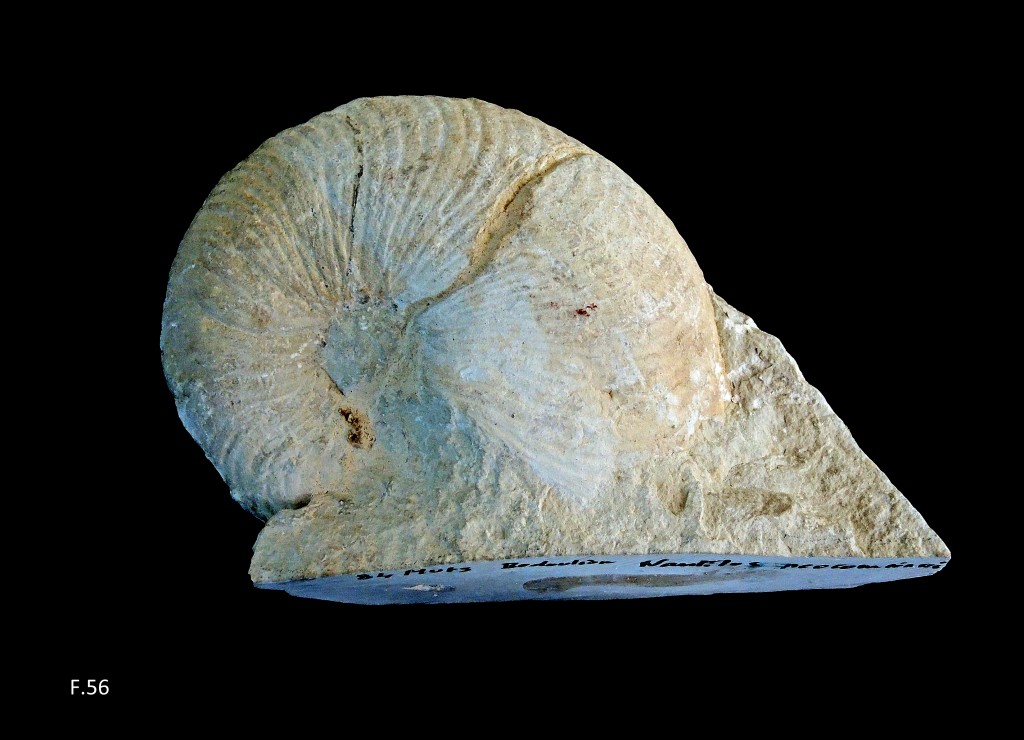 Nautilus neocomiensis - Aptien (Bédoulien)