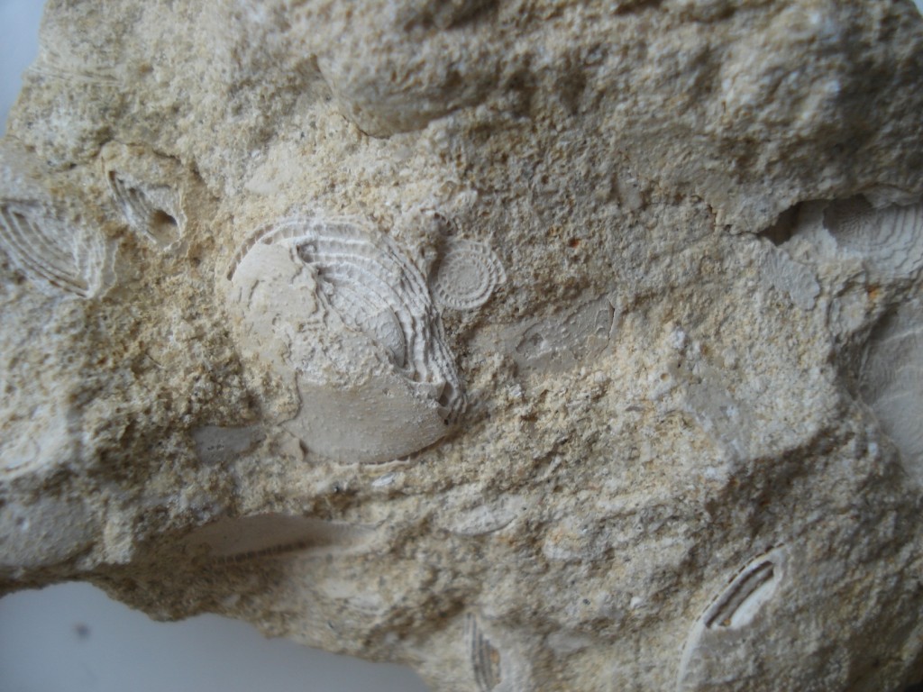 Calcaire à Nummulites laevigatus - Lutétien - (Bassin Parisien)