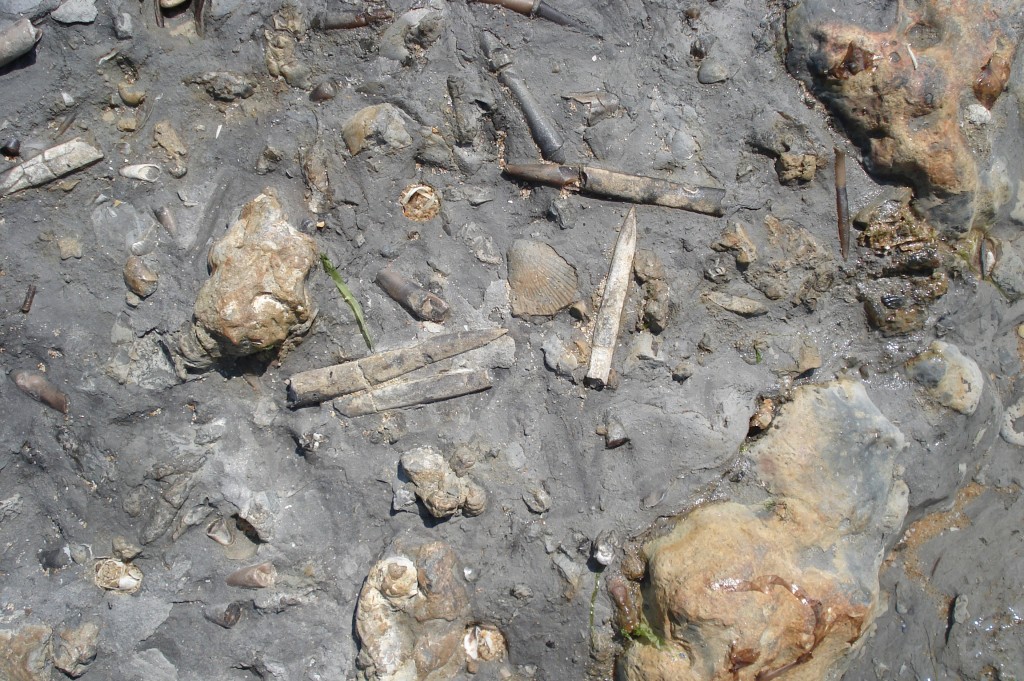 Rostres de Belemnites et fossile de Chlamys - Aalénien