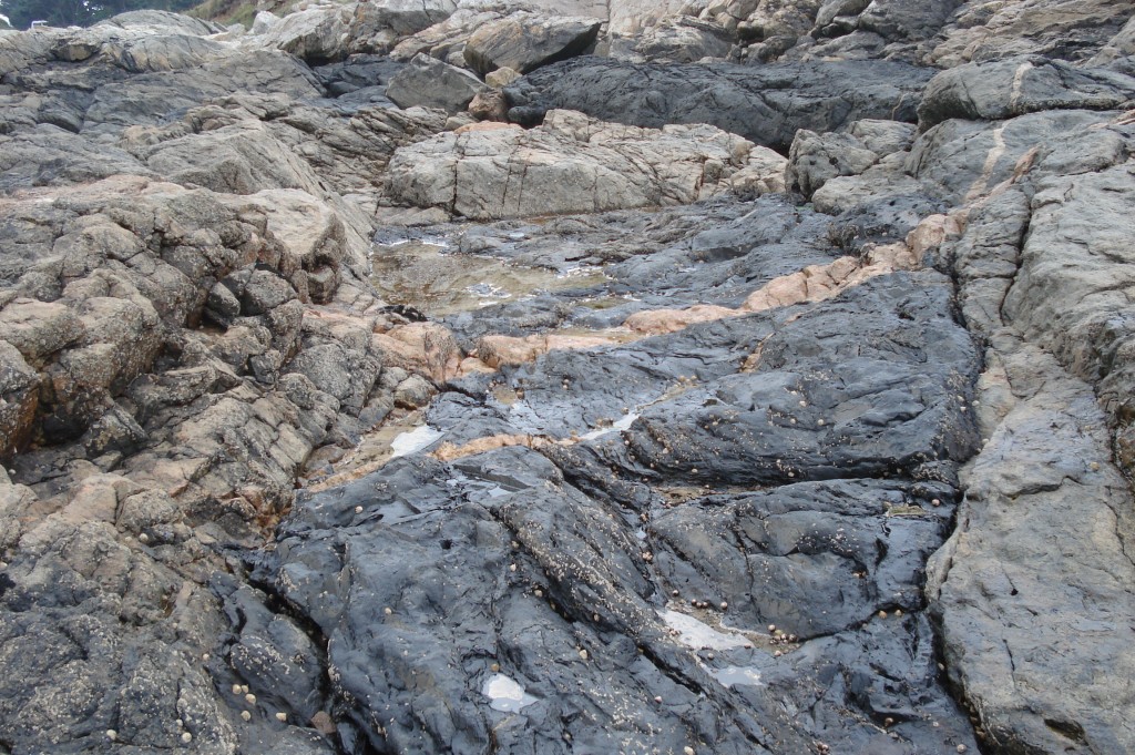 Filon de dolérite sombre recoupant des gneiss icartiens - Le Ranollien (22 - Perros-Guirec)