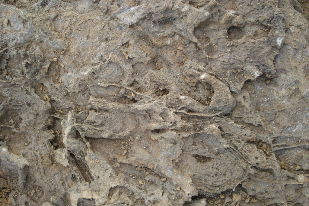 Tube en U (rempli de calcite) d'un Annélide ou d'un Crustacé fouisseur du genre Rhyzocorallium - Le Veillon (85)