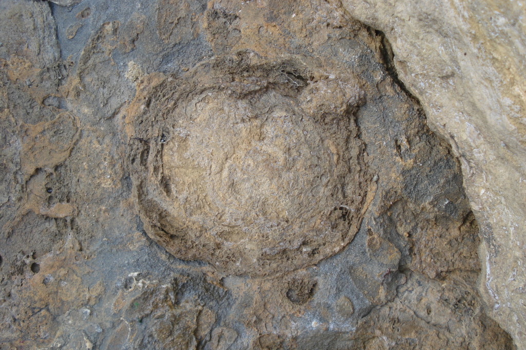 Stromatolithe - Hettangien - (85 - Le Veillon) 